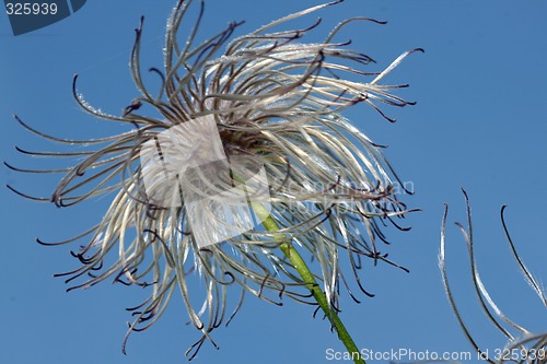 Image of clematis