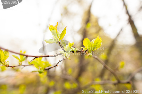 Image of Spring leaves