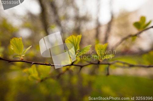 Image of Spring leaves