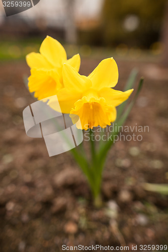 Image of Spring flowers