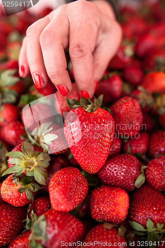 Image of Fresh strawberries