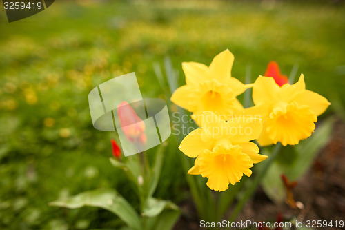 Image of Spring flowers