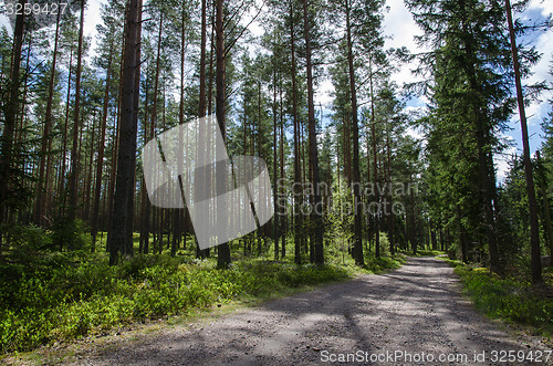 Image of Gravel road into the forest