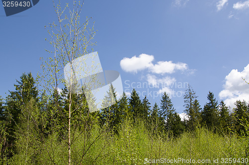 Image of Springtime in the woods