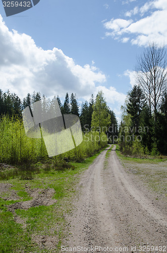 Image of Springtime in the forest