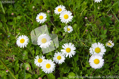 Image of Daisies in green grass