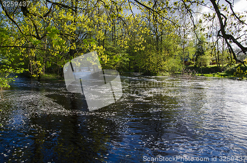 Image of Springtime at the river