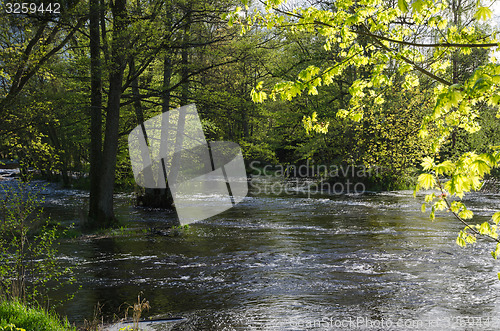 Image of Riverside springtime