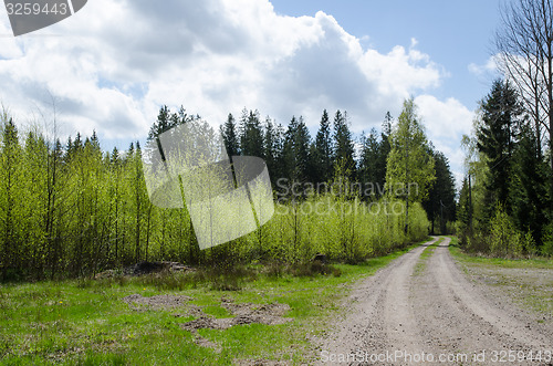 Image of Forest in spring colors