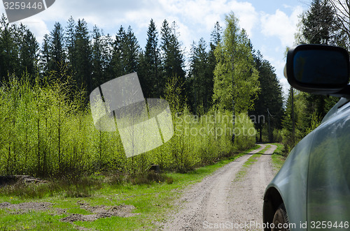 Image of Driving in the woods at spring