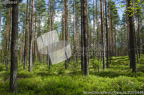 Image of Spring colors in a coniferous forest