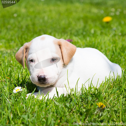 Image of Mixed-breed cute little puppy on grass.