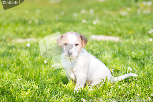 Image of Mixed-breed cute little puppy on grass.