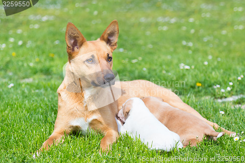 Image of Mixed-breed cute little dog family.