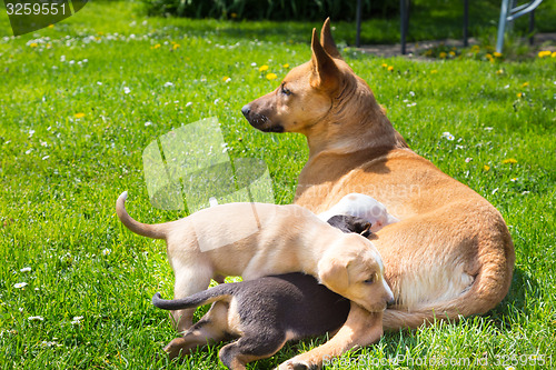 Image of Mixed-breed cute little dog family.