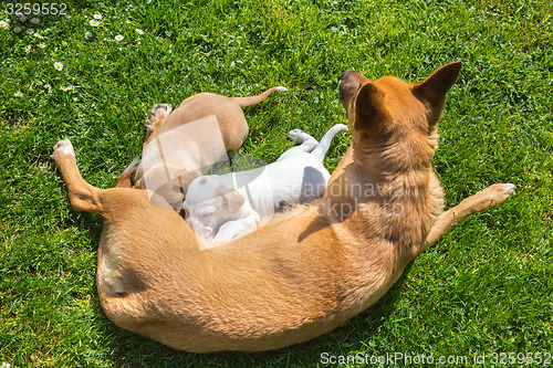 Image of Mixed-breed cute little dog family.