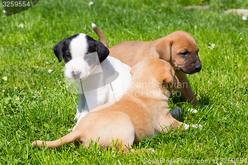 Image of Mixed-breed cute little puppies on grass.
