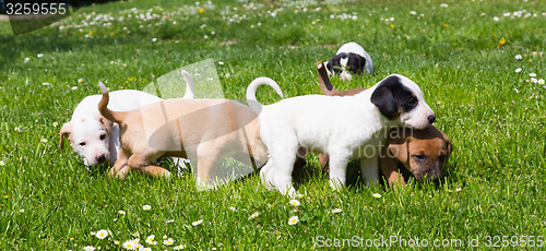 Image of Mixed-breed cute little puppies on grass.