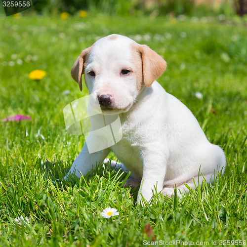 Image of Mixed-breed cute little puppy on grass.