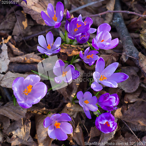 Image of Crocus sativus