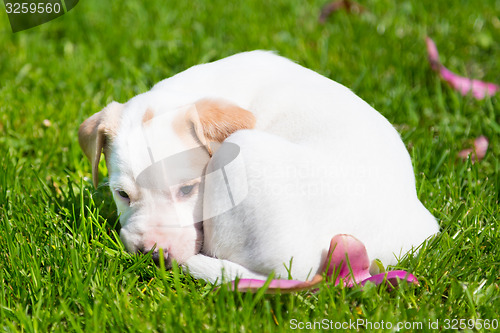 Image of Mixed-breed cute little puppy on grass.