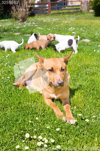 Image of Mixed-breed cute little dog family.