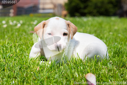 Image of Mixed-breed cute little puppy on grass.