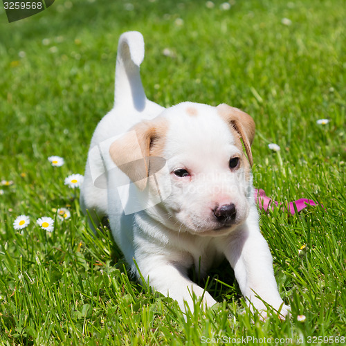 Image of Mixed-breed cute little puppy on grass.