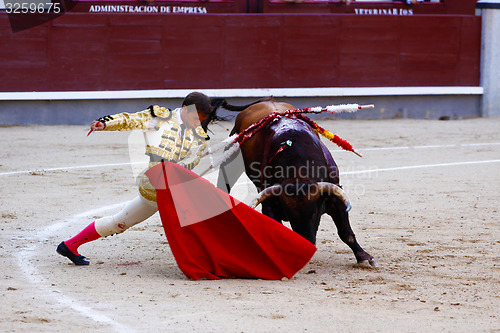 Image of Traditional corrida - bullfighting in spain