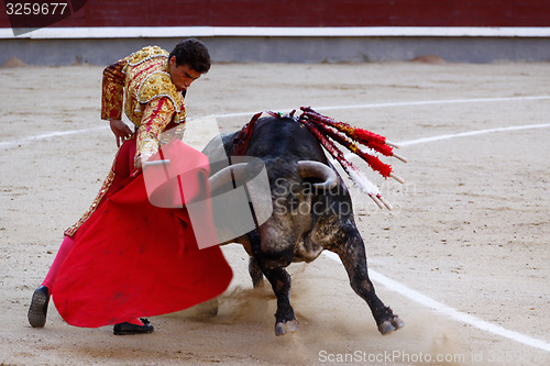 Image of Traditional corrida - bullfighting in spain