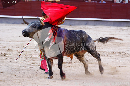 Image of Traditional corrida - bullfighting in spain