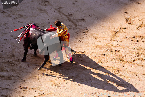 Image of Traditional corrida - bullfighting in spain