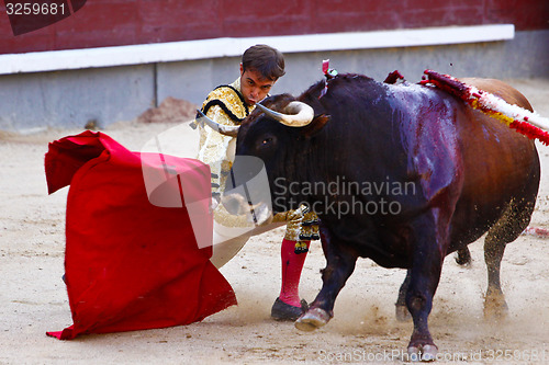 Image of Traditional corrida - bullfighting in spain