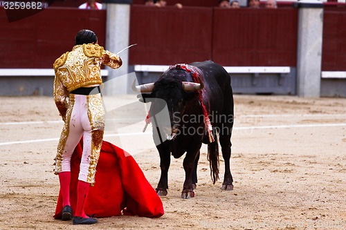 Image of Traditional corrida - bullfighting in spain