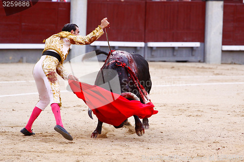 Image of Traditional corrida - bullfighting in spain