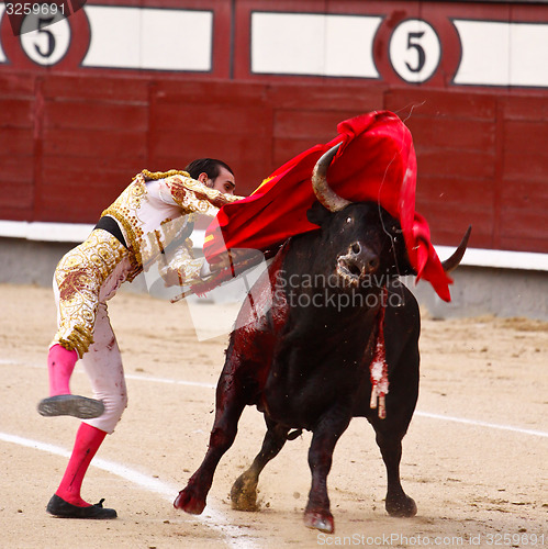 Image of Traditional corrida - bullfighting in spain