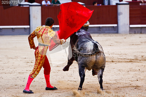 Image of Traditional corrida - bullfighting in spain