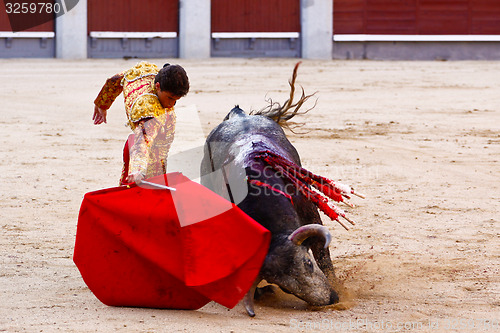 Image of Traditional corrida - bullfighting in spain