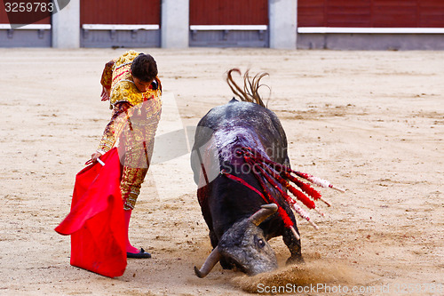 Image of Traditional corrida - bullfighting in spain