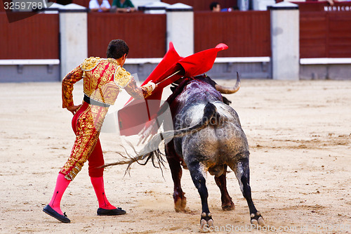 Image of Traditional corrida - bullfighting in spain