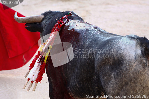 Image of Traditional corrida - bullfighting in Spain.