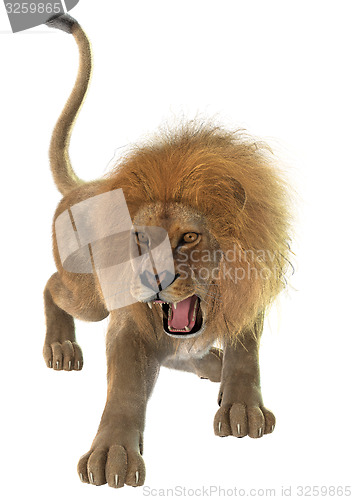Image of Male Lion