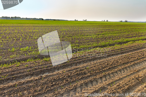 Image of Agriculture