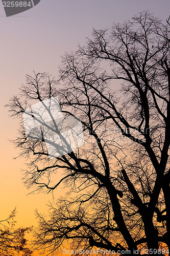 Image of Bare trees