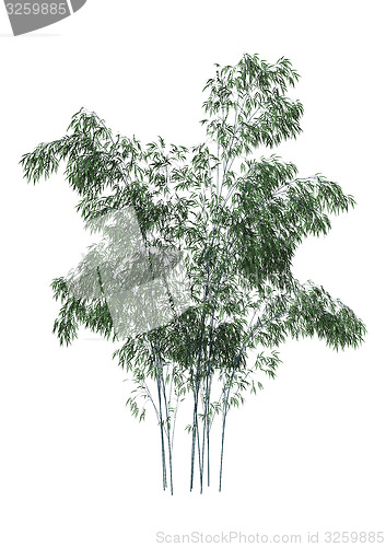 Image of Bamboo Trees