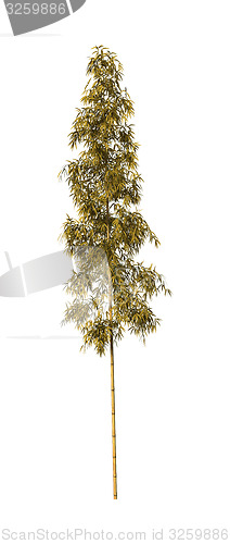 Image of Bamboo Tree