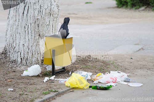 Image of Crow is looking for food in a garbage urn