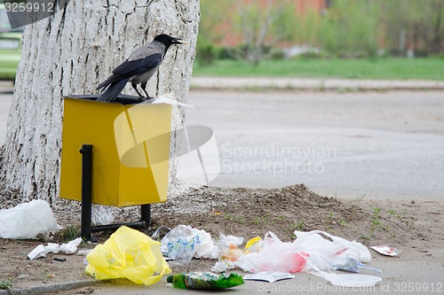 Image of Crow has found a morsel of food in garbage urn