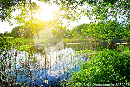 Image of Branches above river