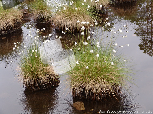 Image of Hillocks in Water